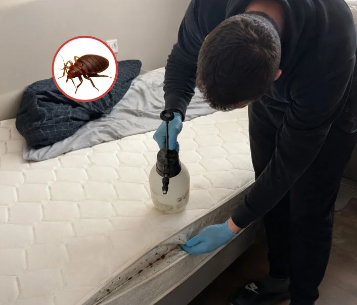 Technicien traitant un matelas contre les punaises de lit à Saint-Germain-Laval